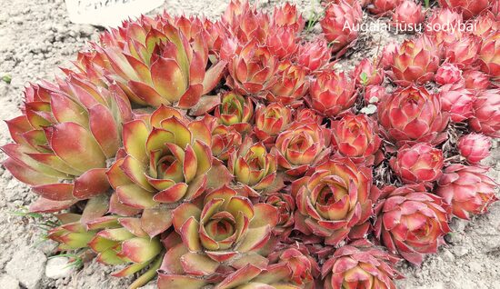 Šilropė (Sempervivum) 'Orange Glow'